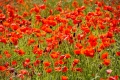Les coquelicots