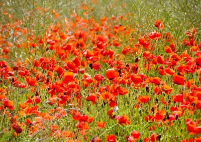 Champ de coquelicots - Perche