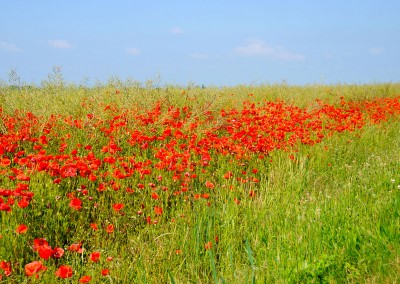 Les coquelicots Sainte Scolasse sur Sarthe