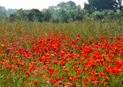 Les coquelicots de Sainte Scolasse sur Sarthe