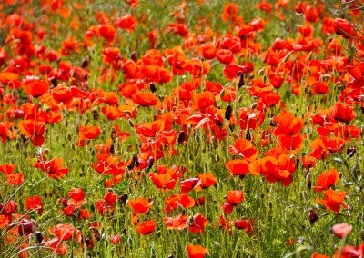 Rouge coquelicot