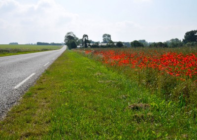 Les coquelicots au bord de la route