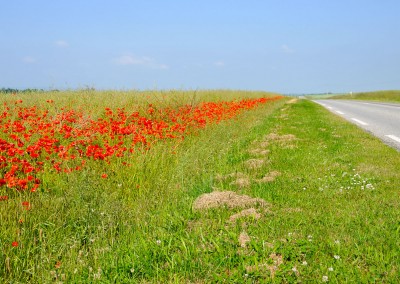 Les coquelicots et les champs