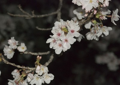 Fleurs de cerisiers japonais by night