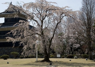 Jeune cerisier japonais en fleur