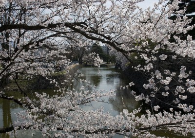 Un canal entre les branches