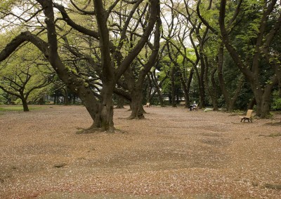 Allée bordée d'arbres dans les jardins de Shinagawa