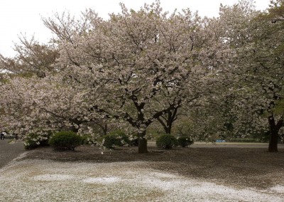 Le jardin de Shinagawa sous les pétales