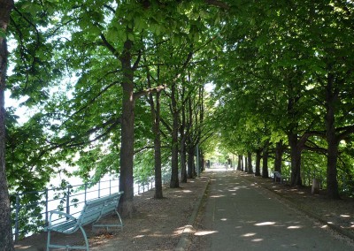 ombrages de l allee des cygnes