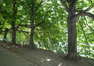 arbres de l allee des cygnes