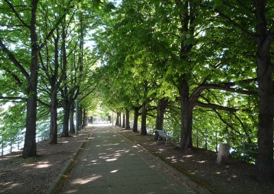 allee des cygnes bordee d arbres