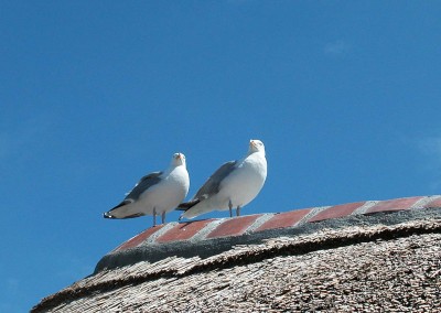 Mouettes amoureuses