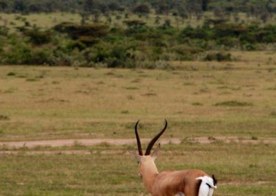 Safari au Kenya