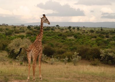 Rencontre avec une girafe