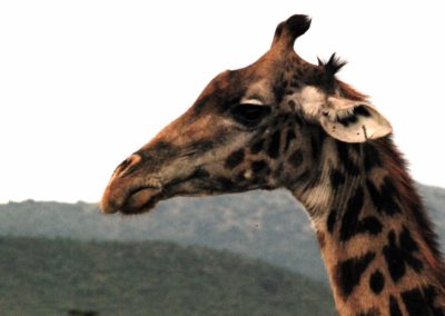 Portrait de girafe