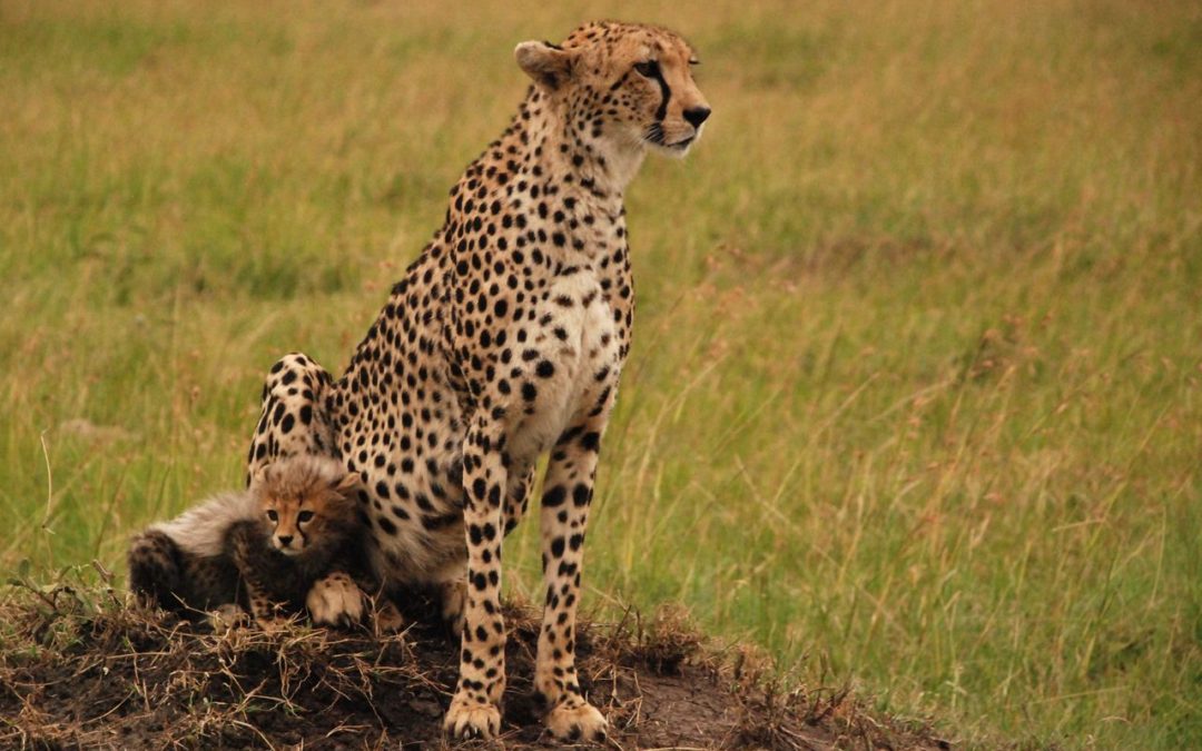 Femelle guépard et son petit