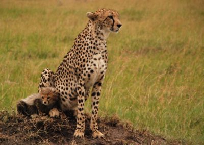 Femelle guépard et son petit