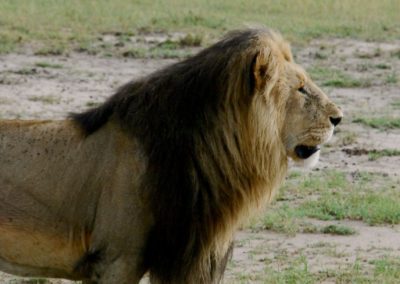 Un lion au Kenya