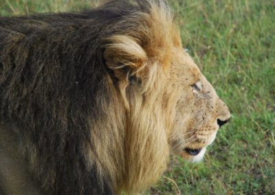 Portrait de lion