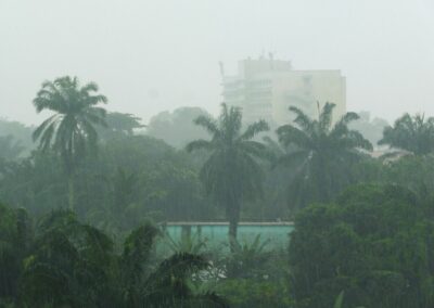 Palmiers sous la pluie