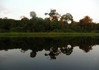 Reflet des arbres dans le fleuve Nyong