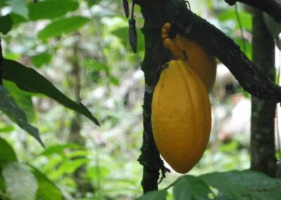 Fruit jaune du cacaoyer