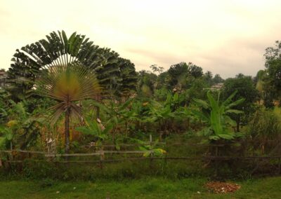 Bananiers et palmiers