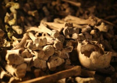 Catacombes de Paris humérus